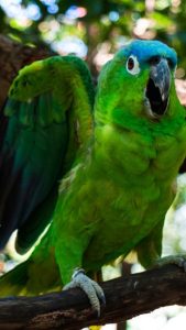 Loro verde en la selva