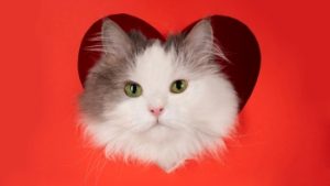 Gato bonito asomado a un marco con forma de corazón